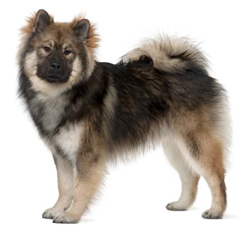 Eurasier spitz shop